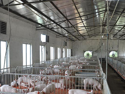 400平方豬舍配水簾風機怎么計算？速吉通風案例詳解