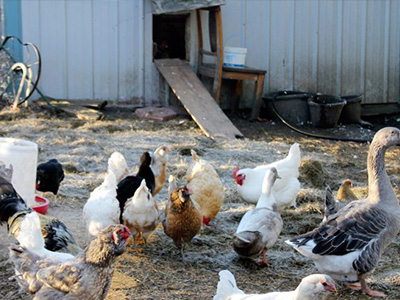 蛋雞舍怎樣安裝水冷風機？蛋雞舍水冷風機安裝步驟