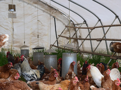 蛋雞舍怎樣安裝水冷風機？蛋雞舍水冷風機安裝步驟
